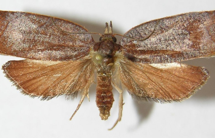 Figura 18. Adulto de <i>Amorbia cacao</i></i> (Tortricidae), vista dorsal, localidad Sendero Arenales, Sector Cacao ACG (1080m). Voucher: 09-SRNP-36751-DHJ515854.jpg.