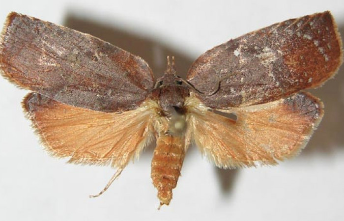 Figura 26. Adulto de <i>Amorbia revolutana</i></i> (Tortricidae), vista dorsal, localidad Camino Río Francia, Sector Rincón Rain Forest ACG (410m). Voucher: 09-SRNP-40684-DHJ508382.jpg.