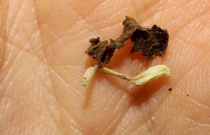 Figura 11. Capullo de parásito <i>Hormius anniapicadoae</i></i> (Braconidae) que ataca <i>Amorbia productana</i></i> (Tortricidae), localidad Sendero Huerta, Sector San Cristóbal ACG (527m). Voucher: 09-SRNP-4249-DHJ474921.jpg.