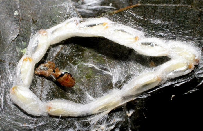 Figura 12. Capullos de parásitos <i>Chelonus nataliaivanovae</i></i> (Braconidae) que ataca <i>Amorbia productana</i></i> (Tortricidae), localidad Conguera, Sector Rincón Rain Forest ACG (420m). Voucher: 09-SRNP-44104-DHJ459693.jpg.