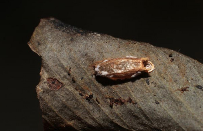 Figura 13. Capullo de parásito <i>Hypomicrogaster</i></i> Janzen20 (Braconidae) que ataca <i>Amorbia productana</i></i> (Tortricidae), localidad Estación Biológica Pitilla, Sector Pitilla ACG (675m). Voucher: 10-SRNP-30314-DHJ498091.jpg.