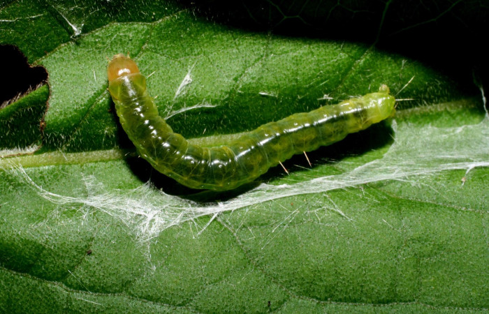 Figura 21. Larva <i>Amorbia concavana</i></i> (Tortricidae), último estadío (U) vista dorsal, localidad Quebrada Tibio Perla, Sector Mundo Nuevo ACG (330m). Voucher: 10-SRNP-55555-DHJ473291.jpg.