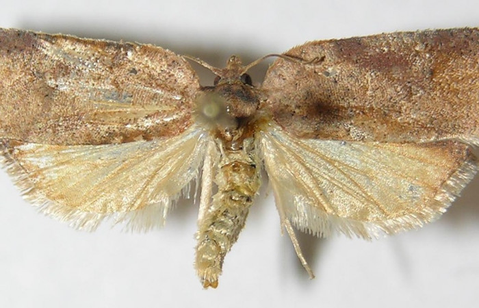 Figura 22. Adulto de <i>Amorbia concavana</i></i> (Tortricidae), vista dorsal, localidad Quebrada Tibio Perla, Sector Mundo Nuevo ACG (330m). Voucher: 10-SRNP-55555-DHJ528300.jpg.