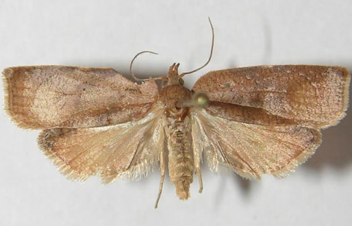 Figura 20. Adulto de <i>Amorbia eccopta</i></i> (Tortricidae), vista dorsal, localidad Sendero Derrumbe, Sector Cacao ACG (1220m). Voucher: 11-SRNP-35119-DHJ546538.jpg.