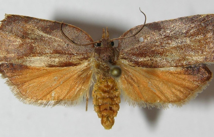 Figura 1. Adulto de <i>Amorbia productana</i></i> (Tortricidae), vista dorsal, localidad Calma Estación Biológica Quica, Sector Pitilla ACG (412m). Voucher: 11-SRNP-72191-DHJ558640.jpg.