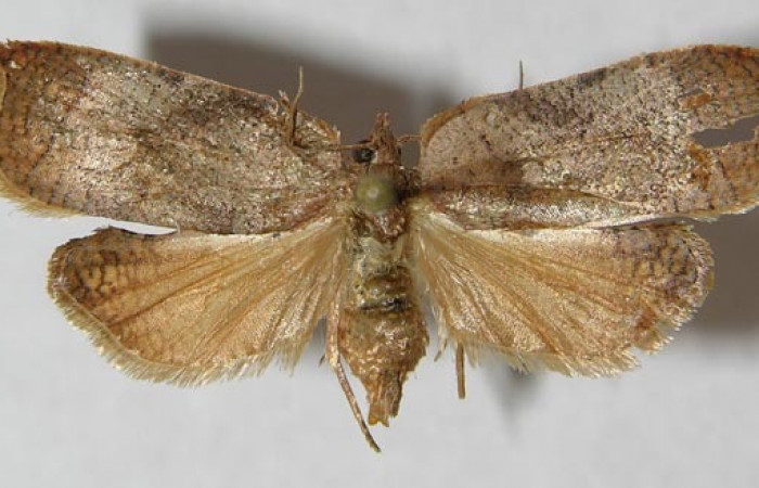 Figura 16. Adulto de <i>Amorbia decerptana</i></i> (Tortricidae), vista dorsal, localidad Potrero Argentina, Sector San Cristóbal ACG (520m). Voucher: 12-SRNP-2333-DHJ568716.jpg.