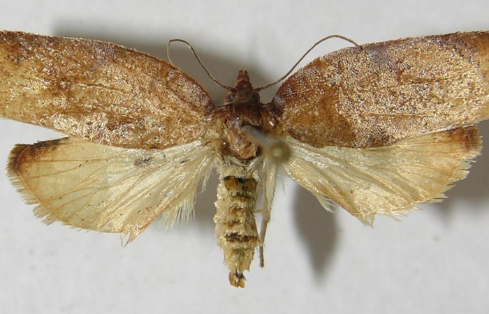 Figura 24. Adulto de <i>Amorbia emigratella</i></i> (Tortricidae), vista dorsal, localidad Sendero Vivero, Sector San Cristóbal ACG (730m). Voucher: 12-SRNP-4022-DHJ568930.jpg.