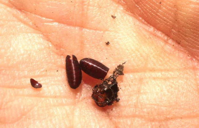 Figura 14. Restos de puparios de parásitos <i>Actia</i></i> Janzen06 (Tachinidae) que ataca <i>Amorbia productana</i></i> (Tortricidae), localidad Río Blanco Abajo, Sector San Cristobal ACG (500m). Voucher: 12-SRNP-4922-DHJ801198.jpg.