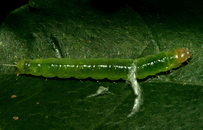 Figura 23. Larva <i>Amorbia emigratella</i></i> (Tortricidae), último estadío (U) vista dorsal, localidad Quebrada García, Sector San Cristóbal ACG (495m). Voucher: 12-SRNP-714-DHJ487093.jpg.