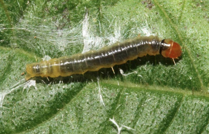 Figura 3. Larva <i>Amorbia productana</i></i> (Tortricidae), penúltimo estadío (PU) vista dorsal, localidad Sendero Venado, Sector Rincón Rain Forest ACG (420m). Voucher: 12-SRNP-85713-DHJ707468.jpg.