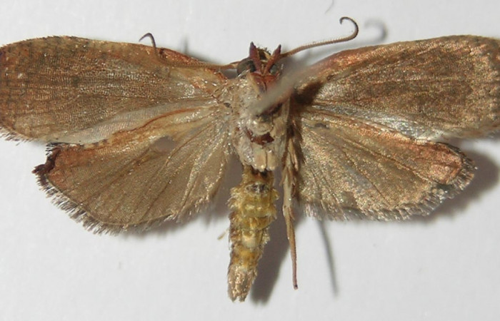 Figura 8. Adulto de <i>Amorbia productana</i></i> (Tortricidae), macho vista ventral, localidad Finca San Gabriel, Sector San Cristóbal ACG (645m). Voucher: 13-SRNP-1573-DHJ573373.jpg.