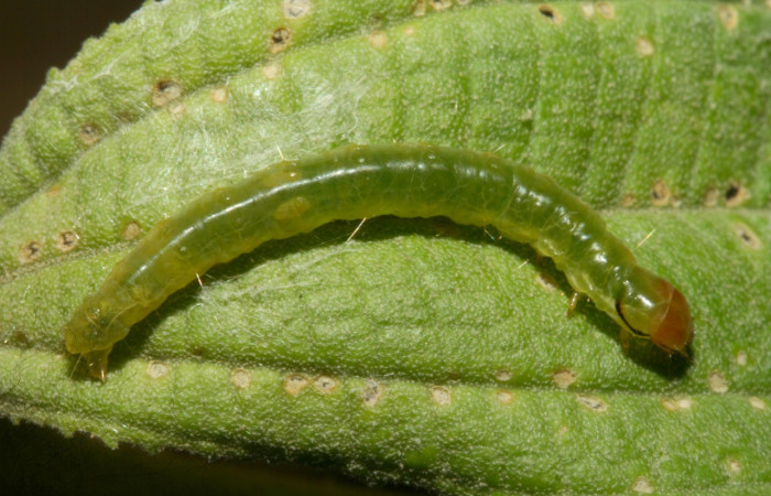Figura 25. Larva <i>Amorbia revolutana</i></i> (Tortricidae), último estadío (U) vista dorsal, localidad Finca San Gabriel, Sector San Cristóbal ACG (645m). Voucher: 13-SRNP-1811-DHJ487316.jpg.