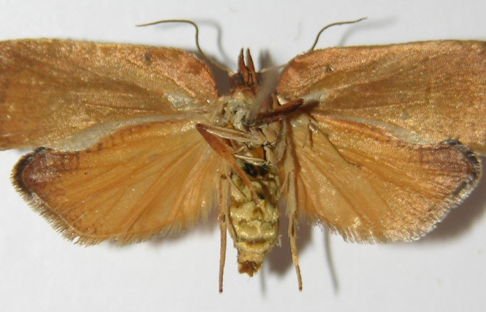 Figura 10. Adulto de <i>Amorbia productana</i></i> (Tortricidae), hembra vista ventral, localidad Sendero Juntas, Sector Rincón Rain Forest ACG (400m). Voucher: 13-SRNP-43341-DHJ573385.jpg.