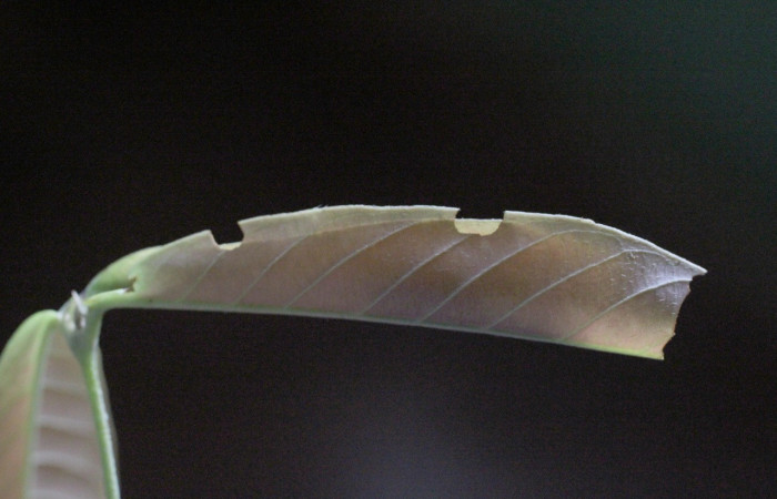 Figura 2. Habitat de <i>Amorbia productana</i></i> (Tortricidae), vista lateral, localidad Jardín Estrada, Sector San Cristóbal ACG (722m). Voucher: 14-SRNP-3065-DHJ487499.jpg.