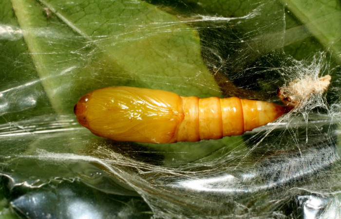 Figura 6. Pupa de <i>Amorbia eccopta</i></i> (Tortricidae), vista ventral, localidad Sendero Nayo, Sector Cacao ACG (1090m). Voucher: 14-SRNP-35175-DHJ490606.jpg.