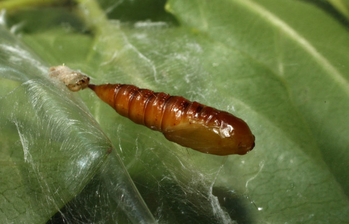 Figura 5. Pupa de <i>Amorbia eccopta</i></i> (Tortricidae), vista lateral, localidad Sendero Nayo, Sector Cacao ACG (1090m). Voucher: 14-SRNP-35175-DHJ490607.jpg.