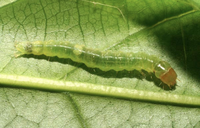 Figura 4. Larva <i>Amorbia productana</i></i> (Tortricidae), último estadío (U) vista dorsal, localidad Gallinazo, Sector Brasilia ACG (360m). Voucher: 14-SRNP-65138-DHJ488120.jpg.