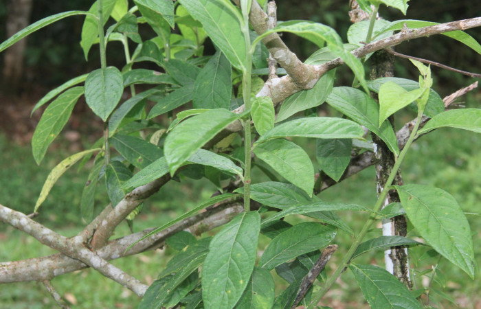 Figura 27. Planta hospedera de <i>Amorbia productana</i></i> (Tortricidae), planta llamada <i>Lepidaploa tortuosa</i></i> (Asteraceae), localidad Estación Biológica Quica, Sector Pitilla ACG (470m), foto: Ricardo Calero 11 Mayo 2021.