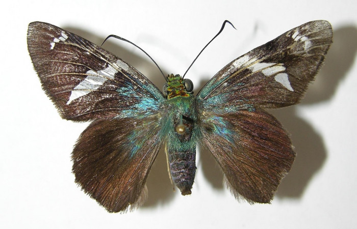 Figura 11. Adulto <i>Astraptes</i></i> Janzen44 (Hesperiidae), (hembra) vista dorsal, localidad Camino Rio Francia, Sector Rincon Rain Forest ACG  (410m). Voucher: 03-SRNP-11423-DHJ341150.jpg.