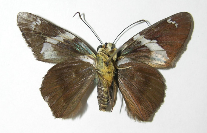 Figura 12. Adulto <i>Astraptes</i></i> Janzen44 (Hesperiidae), (hembra) vista ventral, localidad Camino Rio Francia, Sector Rincon Rain Fores tACG  (410m). Voucher: 03-SRNP-11423-DHJ341151.jpg.