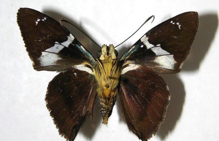 Figura 10. Adulto <i>Astraptes</i></i> Janzen44 (Hesperiidae), (macho) vista ventral, localidad Garzasol, Sector Rincon Rain Forest ACG  (400m). Voucher: 07-SRNP-42567-DHJ382467.jpg.