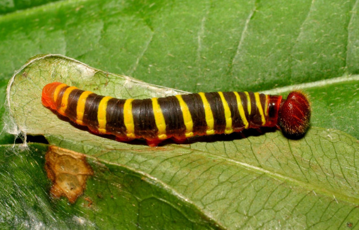 Figura 4. Larva <i>Astraptes</i></i> Janzen44 (Hesperiidae), en tercer estadío (PPU), vista lateral, localidad Garzasol Sector Rincon Raiin Forest (ACG) (400m). Voucher: 07-SRNP-42567-DHJ431018.jpg