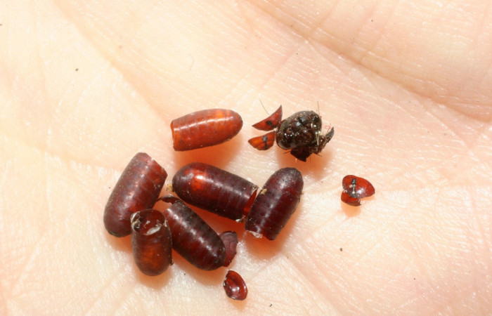 Figura 13.Resto  de pupario de Lespesia aletiae (Tachinidae) que ataca <i>Carathis septentrionalis</i></i> (Erebidae), vista dorsal, localidad Vado Miramonte, Sector Mundo Nuevo ACG (305m). Voucher: 07-SRNP-58710-DHJ453017.jpg.