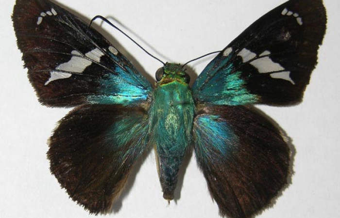 Figura 9. Adulto <i>Astraptes</i></i> Janzen44 (Hesperiidae), (macho) vista dorsal, localidad Estación Llanura, Sector Rincon Rain Forest ACG  (135m). Voucher: 09-SRNP-75531-DHJ518740.jpg.