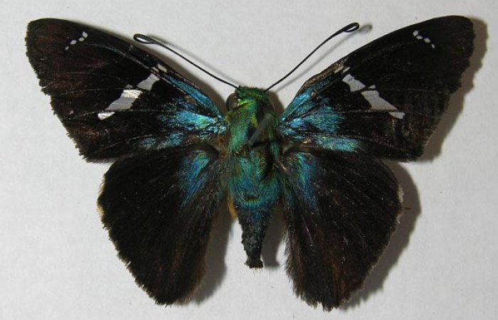 Figura 1. Adulto <i>Astraptes</i></i> Janzen44 (Hesperiidae), (hembra) vista dorsal, localidad Palomo Sector Rincon Rain Forest (ACG) (620m). Voucher: 12-SRNP-68059-DHJ564764.jpg.