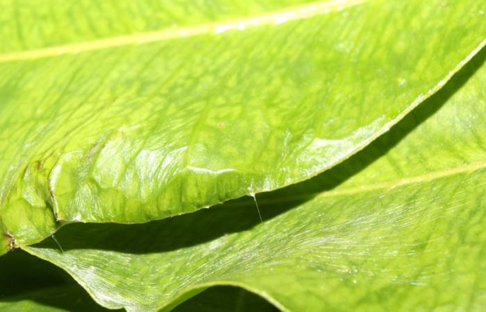 Figura 2. Casita de <i>Astraptes</i></i> Janzen44 (Hesperiidae), localidad Sendero Manguera Sector Pitilla (ACG) (470m). Voucher: 17-SRNP-70832-DHJ737262.jpg
