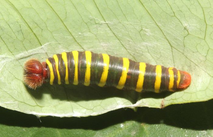 Figura 3. Larva <i>Astraptes</i></i> Janzen44 (Hesperiidae), en tercer estadío (PPU), vista dorsal, localidad Sendero Manguera Sector Pitilla (ACG) (470m). Voucher: 17-SRNP-70832-DHJ737263.jpg