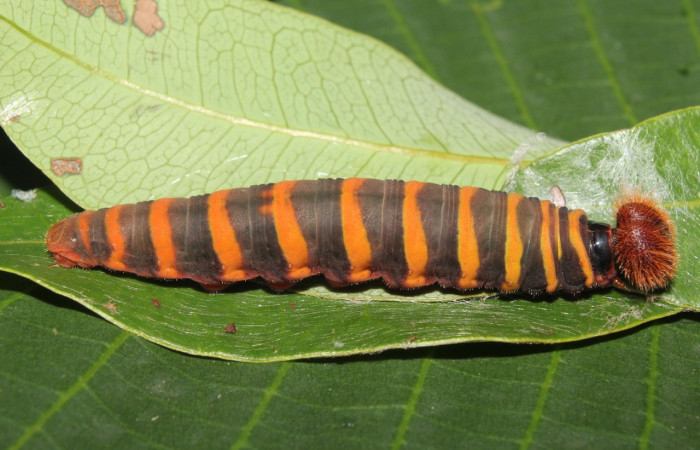 Figura 5. Larva <i>Astraptes</i></i> Janzen44 (Hesperiidae), en último estadío (U), vista lateral, localidad Sendero Manguera Estación Quica Sector Pitilla ACG (470m). Voucher: 17-SRNP-70832-DHJ737276.jpg.
