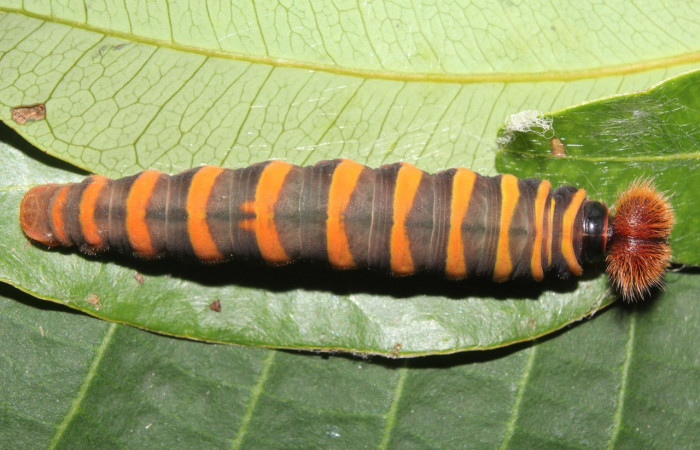 Figura 6. Larva <i>Astraptes</i></i> Janzen44 (Hesperiidae), en último estadío (U), vista dorsal, localidad Sendero Manguera Estación Quica Sector Pitilla ACG (470m). Voucher: 17-SRNP-70832-DHJ737277.jpg.
