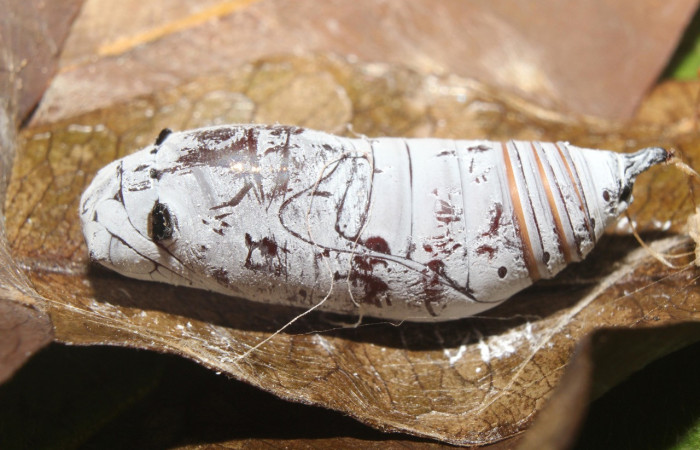 Figura 7. Pupa de <i>Astraptes</i></i> Janzen44 (Hesperiidae), vista lateral, localidad Sendero Manguera Estación Quica Sector Pitilla ACG (470m)). Voucher: 17-SRNP-70832-DHJ737286.jpg.