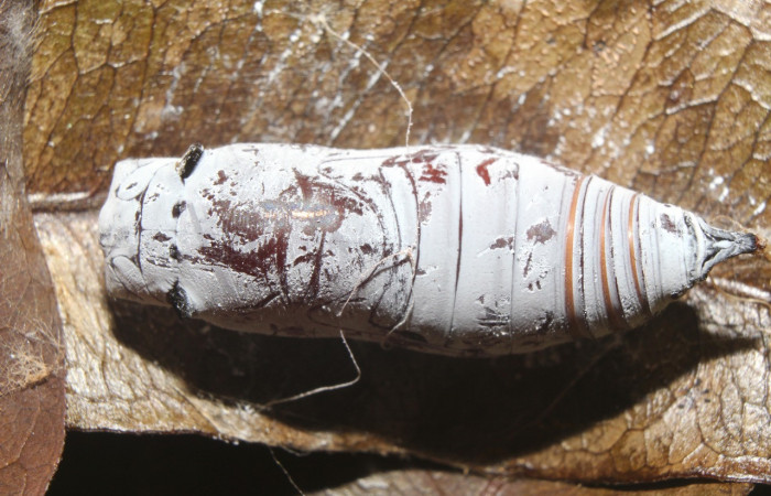 Figura 8. Pupa de <i>Astraptes</i></i> Janzen44 (Hesperiidae), vista dorsal, localidad Sendero Manguera Estación Quica Sector Pitilla ACG (470m)). Voucher: 17-SRNP-70832-DHJ737287.jpg.