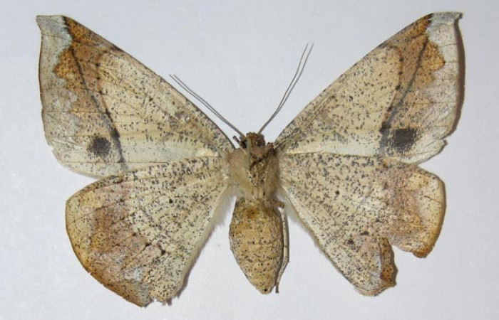 Figura 16. Adulto de larva <i>Oxydia vesulia</i></i> familia (Geometridae), hembra. Voucher 04-SRNP-47917-DHJ326157.