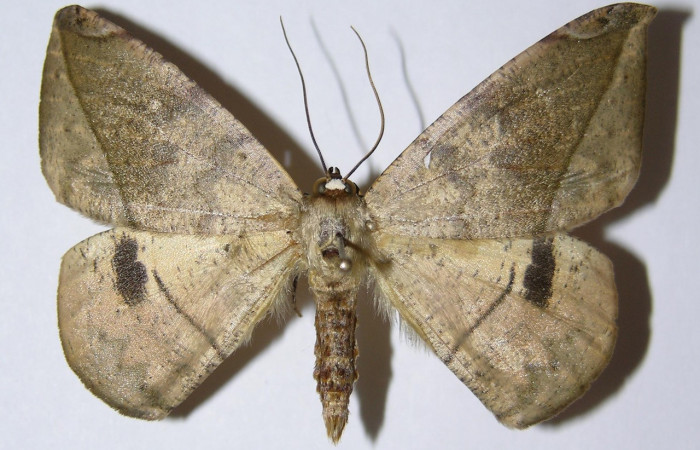 Figura 17. Adulto de larva <i>Oxydia vesulia</i></i> familia (Geometridae), macho. Voucher 05-SRNP-57960-DHJ324826.