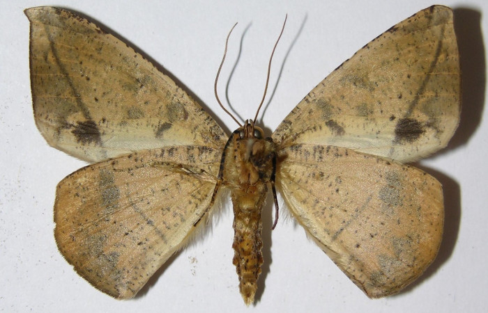 Figura 18. Adulto de larva <i>Oxydia vesulia</i></i> familia (Geometridae), macho. Voucher 05-SRNP-57960-DHJ324827. macho.