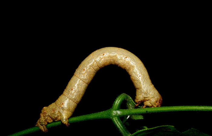 Figura 8. <i>Oxydia vesulia</i></i>  de la familia, (Geometridae), en posición lateral mostrando espiráculos por den respira. Voucher. 07-SRNP-60927-DHJ435203.pedir