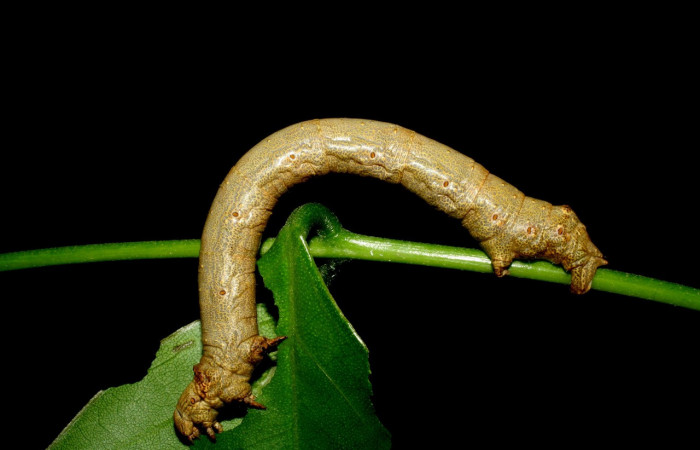 Figura 7. <i>Oxydia vesulia</i></i>  de la familia, (Geometridae), en posición lateral mostrando espiráculos por donde respira. Voucher. 07-SRNP-60927-DHJ435204. pedir