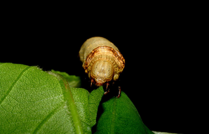 Figura 6. <i>Oxydia vesulia</i></i>  de la familia, (Geometridae), en posición frontal mostrando la cabeza. Voucher. 07-SRNP-60927-DHJ435205. pedir 