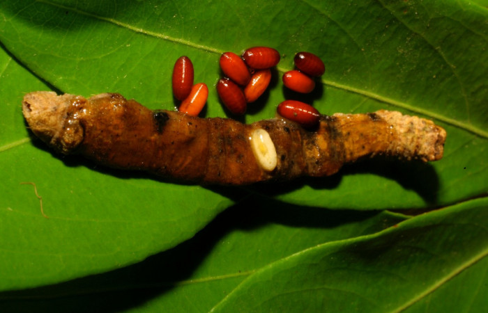Figura 13. Puparios de parásitos de la familia (Tachinidae) <i>Pseudosipohona</i></i> Janzen02, junto a restos de larva <i>Oxydia vesulia</i></i> familia (Geometridae): Vouche 09-SRNP-65735-DHJ460711.