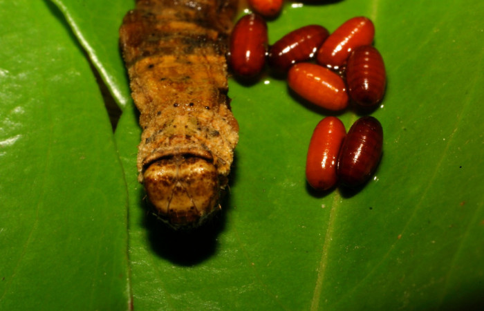 Figura 14. Puparios de parásitos de la familia (Tachinidae) <i>Pseudosipohona</i></i> Janzen02, junto a restos de larva <i>Oxydia vesulia</i></i> familia (Geometridae): Vouche 09-SRNP-65735-DHJ460713.