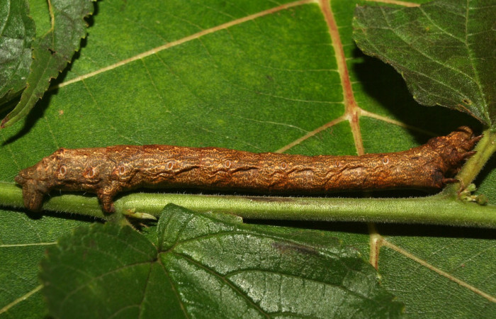 Figura 9. <i>Oxydia vesulia</i></i>  de la familia, (Geometridae), en posición lateral. Voucher 12-SRNP-71666-DHJ495571.