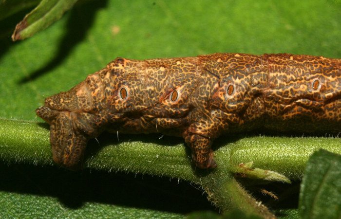Figura 10. <i>Oxydia vesulia</i></i>  de la familia, (Geometridae), en posición lateral mostrando parte trasera y espiráculos por donde respira. Voucher 12-SRNP-71666-DHJ495572.