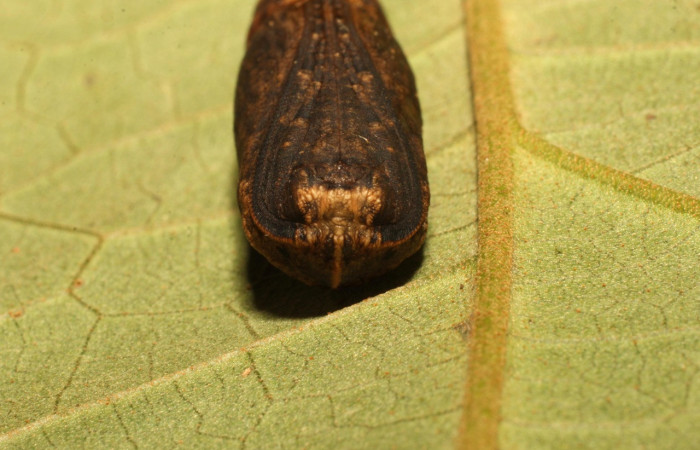 Figura 12. Pupa de <i>Oxydia vesulia</i></i>  de la familia, (Geometridae), posición frontal. Voucher 19-SRNP-35773-DHJ770294.