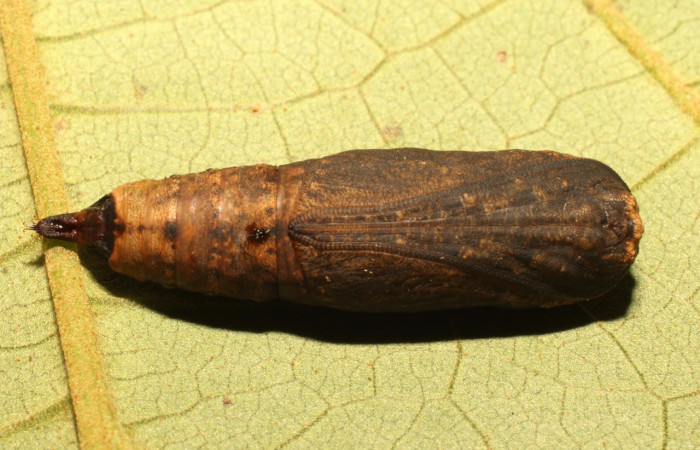 Figura 11. Pupa de <i>Oxydia vesulia</i></i>  de la familia (Geometridae), posición dorsal. Voucher 19-SRNP-35773-DHJ770295.