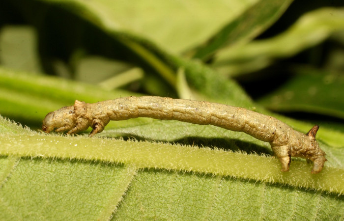 Figura 3. <i>Oxydia vesulia</i></i> de la familia, (Geometridae): En posición lateral. Voucher, 19-SRNP-35773-DHJ770420.