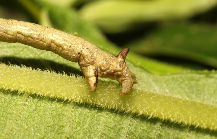 Figura 4. <i>Oxydia vesulia</i></i>  de la familia, (Geometridae): En posición lateral.mostrando parte tracera Voucher, 19-SRNP-35773-DHJ770421.