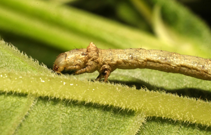 Figura 5. <i>Oxydia vesulia</i></i>  de la familia, (Geometridae). en posición lateral, mostrando parte de la cabeza y tórax. Voucher. 19-SRNP-35773-DHJ770422.
